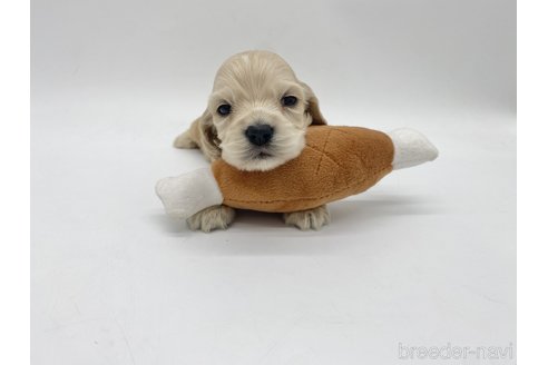 成約済の愛知県のアメリカンコッカースパニエル-314708の4枚目