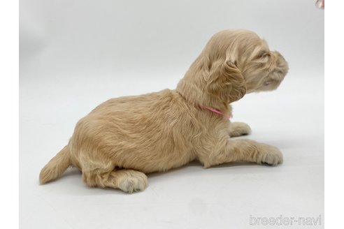 成約済の愛知県のアメリカンコッカースパニエル-314708の3枚目