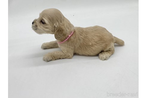 成約済の愛知県のアメリカンコッカースパニエル-314708の2枚目