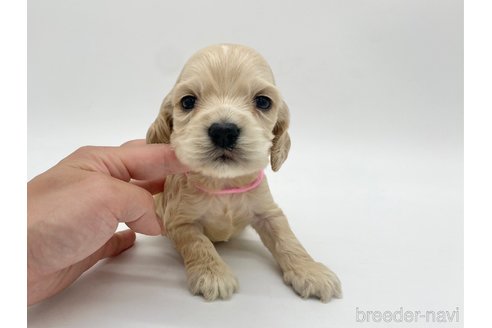 成約済の愛知県のアメリカンコッカースパニエル-314708