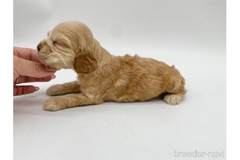 成約済の愛知県のアメリカンコッカースパニエル-314710の5枚目