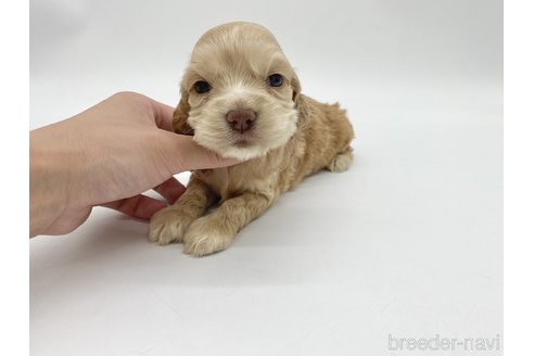 成約済の愛知県のアメリカンコッカースパニエル-314710の4枚目