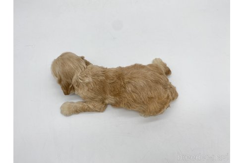 成約済の愛知県のアメリカンコッカースパニエル-314710の2枚目