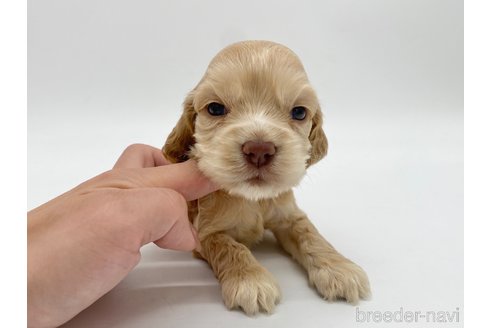 成約済の愛知県のアメリカンコッカースパニエル-314710