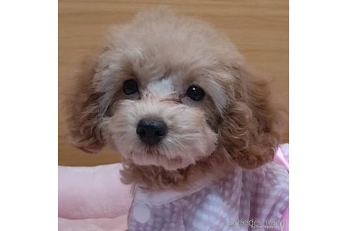 成約済の千葉県のタイニープードル-309548の8枚目