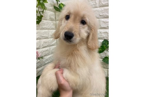 成約済の岡山県のゴールデンドゥードル:ゴールデンレトリーバー×プードル-314744の8枚目