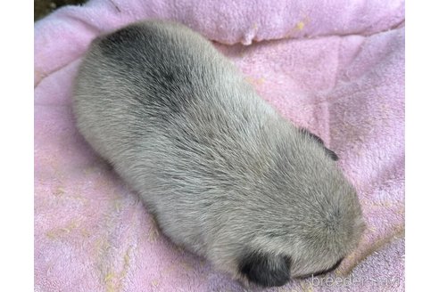 成約済の福岡県のパグ-314745の5枚目