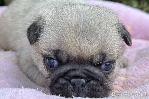 成約済の福岡県のパグ-314745の1枚目