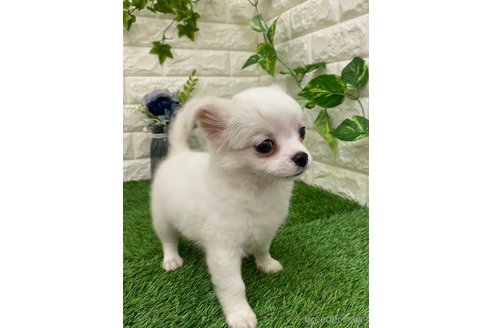 成約済の岡山県のチワワ(ロングコート)-314751の3枚目