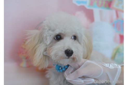 成約済の埼玉県のチワプー:チワワ×トイプードル-284313の5枚目