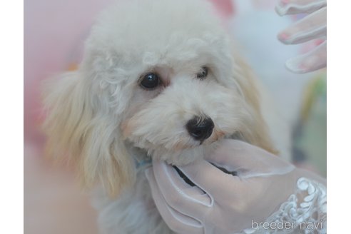 成約済の埼玉県のチワプー:チワワ×トイプードル-284313の4枚目