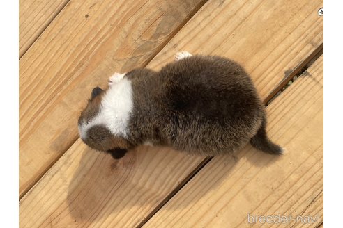 成約済の埼玉県のウェルシュコーギーペンブローク-314762の6枚目