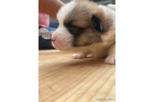 成約済の埼玉県のウェルシュコーギーペンブローク-314763の4枚目