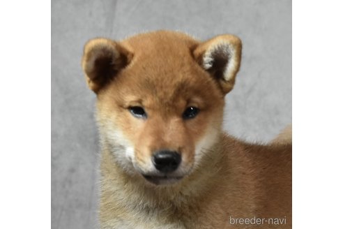 成約済の神奈川県の柴犬-310881の2枚目