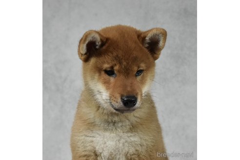 成約済の神奈川県の柴犬-310881の3枚目