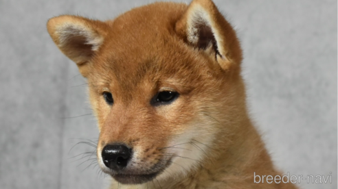 成約済の神奈川県の柴犬-310881