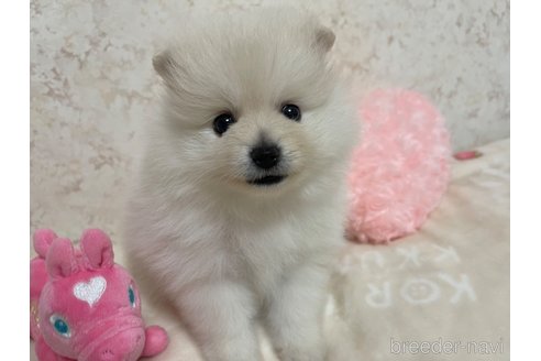 成約済の新潟県のポメラニアン-314794の9枚目