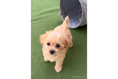 成約済の福岡県のマルプー:マルチーズ×トイプードル-308729の5枚目