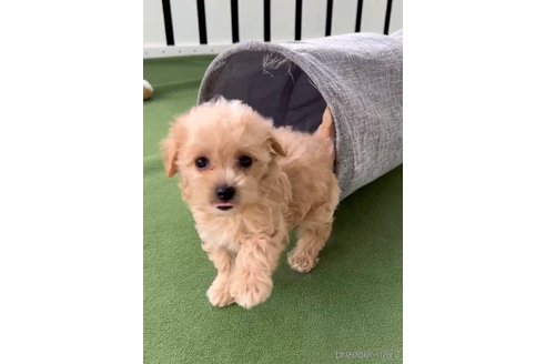 成約済の福岡県のマルプー:マルチーズ×トイプードル-308729の3枚目