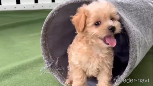 成約済の福岡県のマルプー:マルチーズ×トイプードル-308729の1枚目