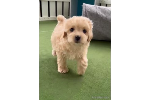 成約済の福岡県のマルプー:マルチーズ×トイプードル-308731の4枚目