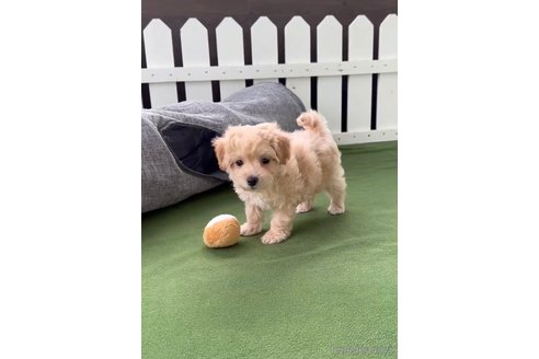 成約済の福岡県のマルプー:マルチーズ×トイプードル-308731の5枚目