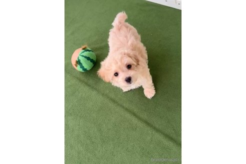 成約済の福岡県のマルプー:マルチーズ×トイプードル-308731の2枚目