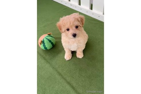 成約済の福岡県のマルプー:マルチーズ×トイプードル-308731の3枚目