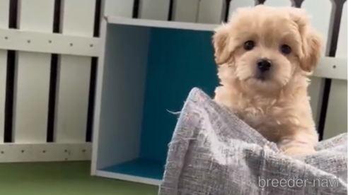 成約済の福岡県のマルプー:マルチーズ×トイプードル-308731