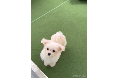 成約済の福岡県のチワマル:チワワ×マルチーズ-308719の9枚目