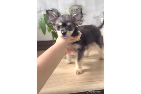 成約済の福岡県のチワマル:チワワ×マルチーズ-300323の9枚目