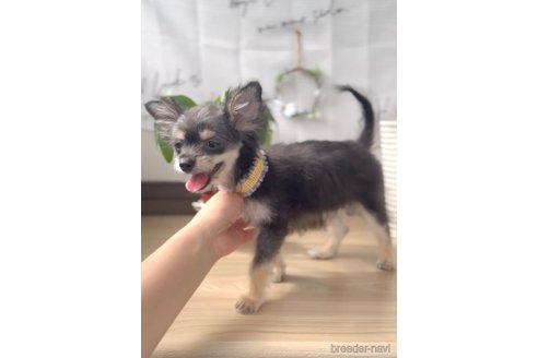 成約済の福岡県のチワマル:チワワ×マルチーズ-300323の10枚目