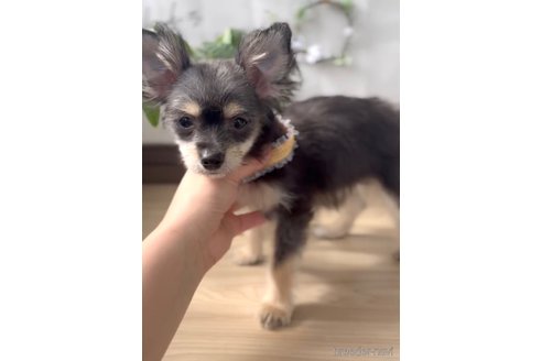 成約済の福岡県のチワマル:チワワ×マルチーズ-300323の8枚目
