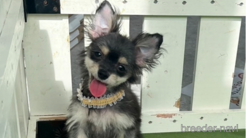 成約済の福岡県のチワマル:チワワ×マルチーズ-300323の7枚目