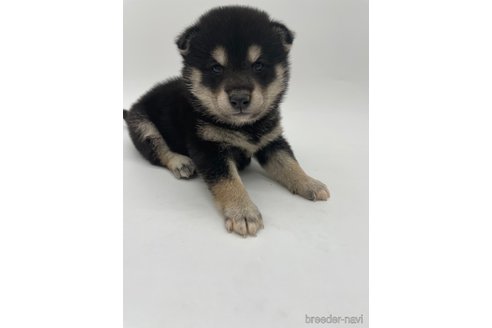成約済の千葉県の柴犬-314828の1枚目