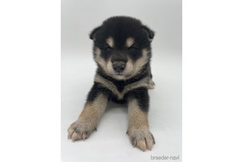 成約済の千葉県の柴犬-314828の2枚目