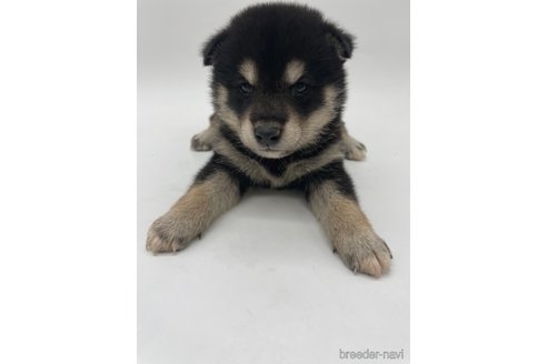 成約済の千葉県の柴犬-314828の3枚目