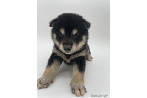 成約済の千葉県の柴犬-314828の4枚目