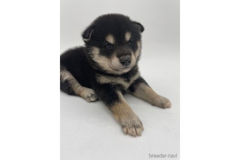 成約済の千葉県の柴犬-314828の5枚目