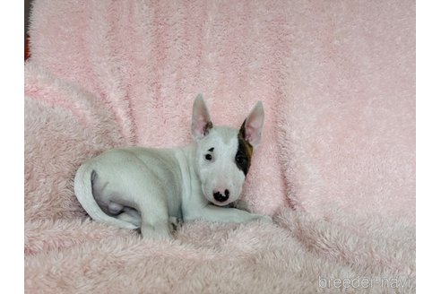 成約済の三重県のミニチュアブルテリア-306610の6枚目