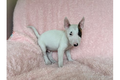 成約済の三重県のミニチュアブルテリア-306610の7枚目