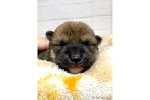 成約済の愛知県の豆柴-314657の6枚目