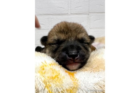 成約済の愛知県の豆柴-314657の7枚目