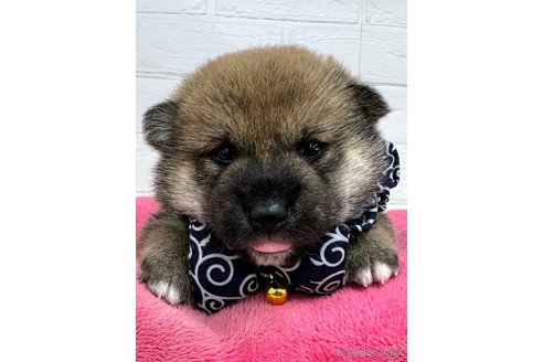 成約済の愛知県の豆柴-314657の1枚目