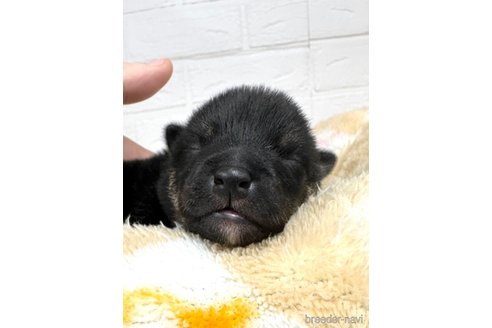 成約済の愛知県の豆柴-311822の3枚目