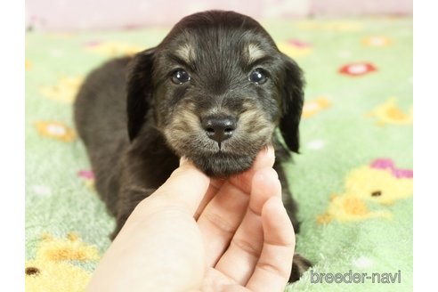 成約済の兵庫県のミニチュアダックスフンド(ロングヘアード)-314850の2枚目