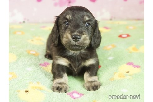 成約済の兵庫県のミニチュアダックスフンド(ロングヘアード)-314850の3枚目