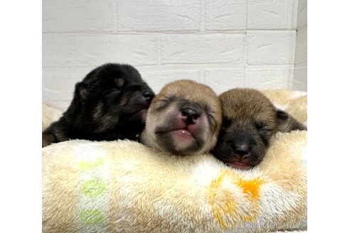 成約済の愛知県の豆柴-314657の2枚目