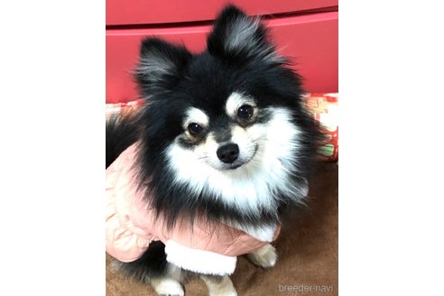 クミンちゃん1枚目