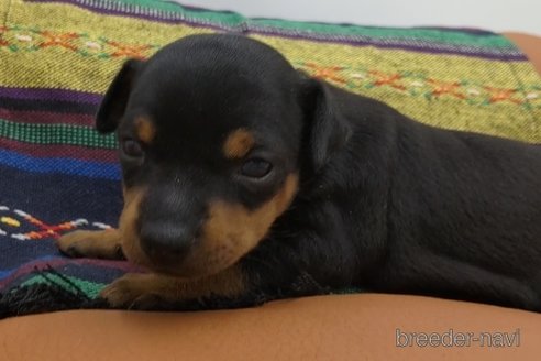 成約済の静岡県のトイマンチェスターテリア-314869の7枚目